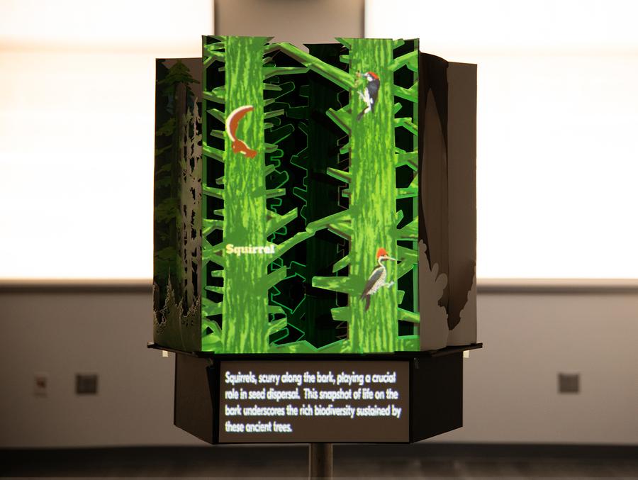 NY Digital Awards Winner - Magical Pop-up Book: The Growth and Tales of Douglas Fir