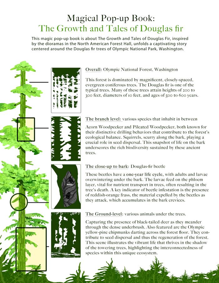 NY Digital Awards Winner - Magical Pop-up Book: The Growth and Tales of Douglas Fir